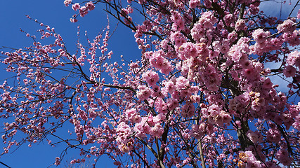 Image showing Cherry Blossoms in Australia