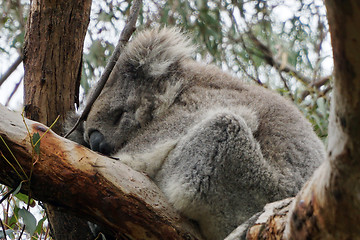Image showing Australian Koala Bear