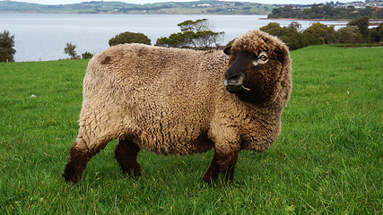Image showing Sheep grazing on a lovely green pasture