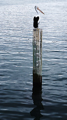 Image showing Pelican sits on a pylon post