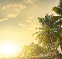 Image showing Palms at sunset