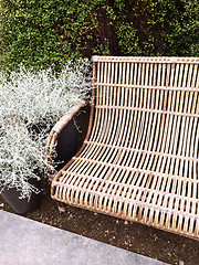 Image showing Retro style bench and decorative plant Calocephalus Brownii