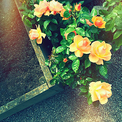 Image showing Beautiful roses in retro light