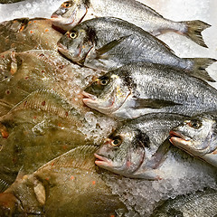 Image showing Gilt-head bream and Turbo fish at the market