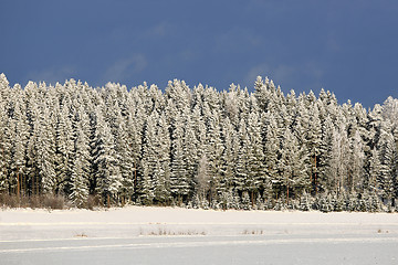 Image showing Frozen Forest