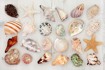 Image showing Seashells