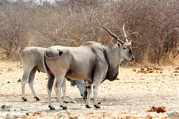 Image showing eland on waterhole