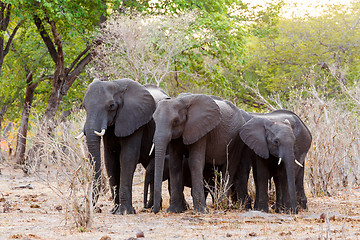 Image showing African elephants at green bush