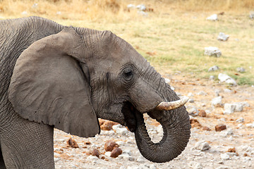 Image showing young african elephants on Etosha national park