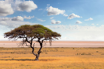 Image showing Large Acacia tree in the open savanna plains Africa