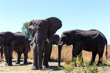 Image showing heard of african elephants