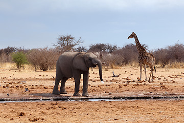 Image showing Elephant in front of waterhole