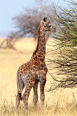 Image showing Young cute giraffe in Etosha national Park