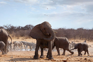 Image showing Angry Elephant in front of heard