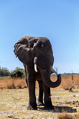 Image showing african elephants