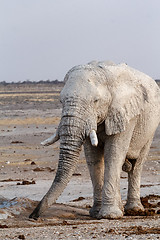 Image showing White african elephants on Etosha waterhole