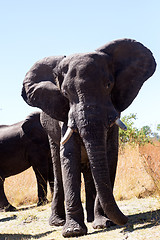 Image showing heard of african elephants