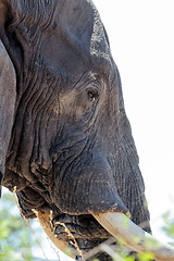 Image showing african elephants close up