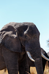 Image showing african elephants