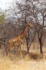 Image showing Giraffa camelopardalis in etosha