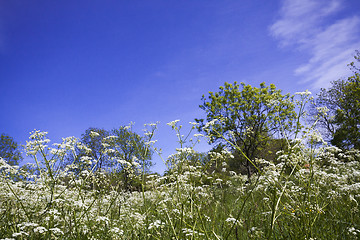 Image showing meadows