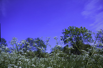 Image showing meadows