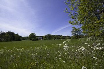 Image showing meadow