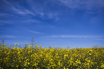 Image showing rape seed