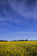 Image showing rape field