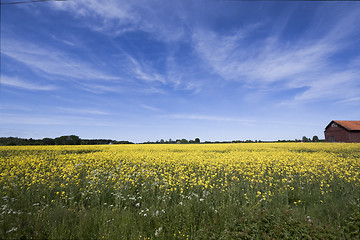 Image showing rape field