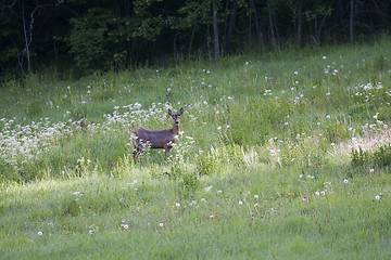 Image showing roe in the meadows