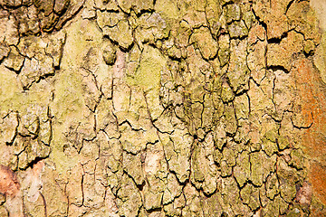 Image showing in england london old bark  