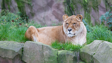 Image showing Lion resting in the green grass 