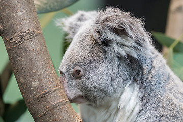 Image showing Close-up of a koala bear