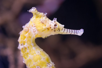 Image showing Very young seahorse, selective focus on the eye