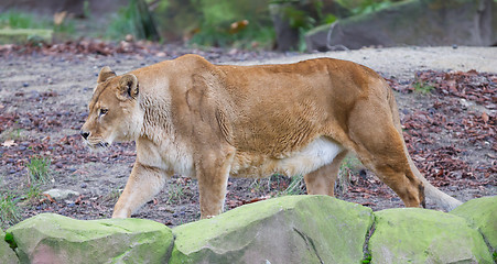 Image showing Lion on alert