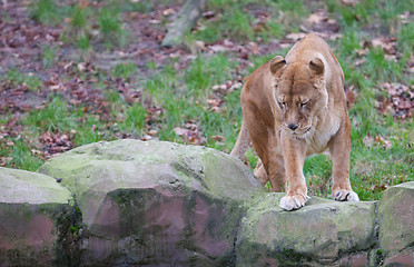 Image showing Lion on alert