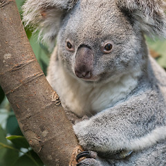 Image showing Close-up of a koala bear