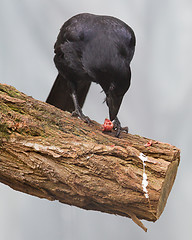 Image showing Black crow eating