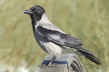 Image showing Hooded Crow.
