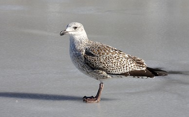 Image showing Herring Gull