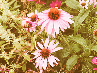 Image showing Retro looking Daisy flower