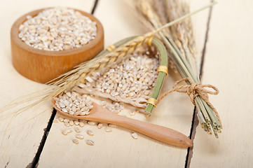 Image showing organic barley grains