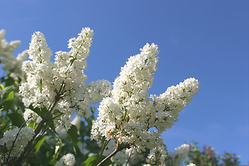 Image showing Flowers, Branch Lilac