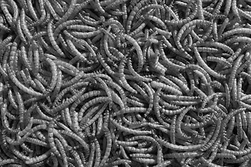 Image showing Pile of dried mealworms