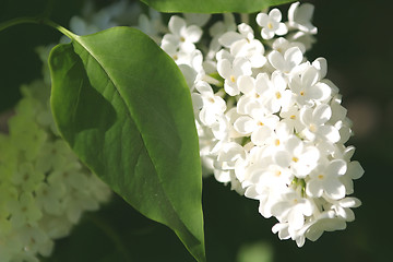Image showing Flowers, Branch Lilac