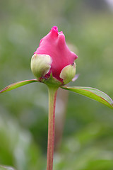 Image showing bud Red peony