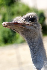 Image showing Birds, Ostrich