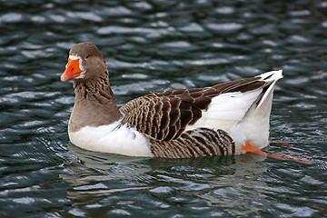Image showing Swimmig Goose