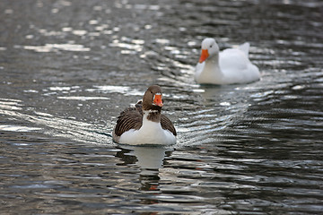 Image showing Goose